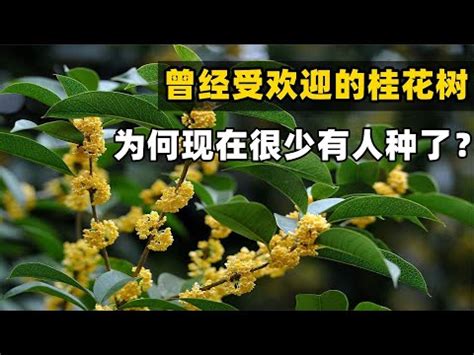 桂花陽台風水|風水桂花：化解小人秘技